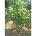 **茶岀售-广西**茶批发