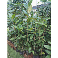 防城**茶花供应