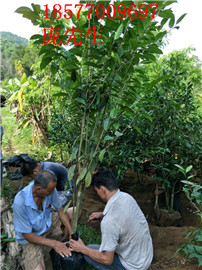 防普**茶供应-防城**茶供应