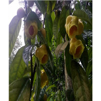 防普冻干花批发
