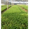**茶，防城港**茶苗批发 