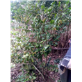 **茶岀售 