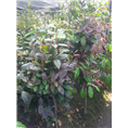 防城**茶小苗