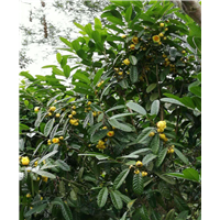 防城防普**茶花批发