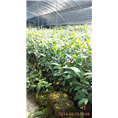 广西**茶苗供应