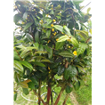 **茶功效-**茶价格