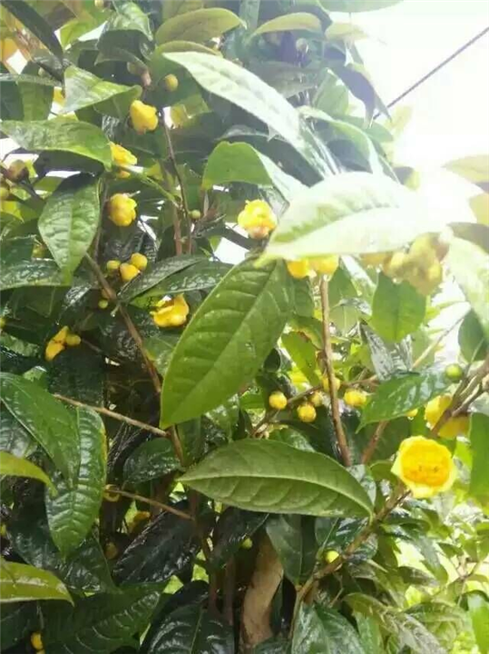 防普**茶供应-广西**茶