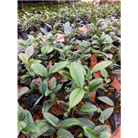 防城**茶花批发