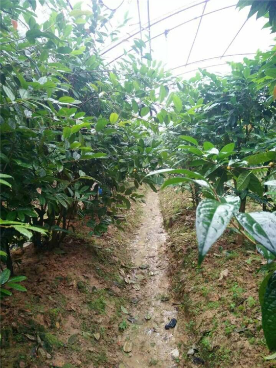 防城**茶枝条 