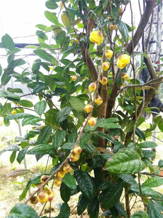 下山**茶苗供应 