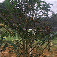 原生**茶供应-防城**茶