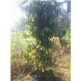 **茶岀售-防城**茶批发