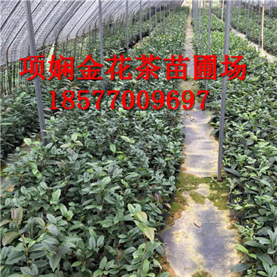 广西**茶茶苗批发|**茶功效