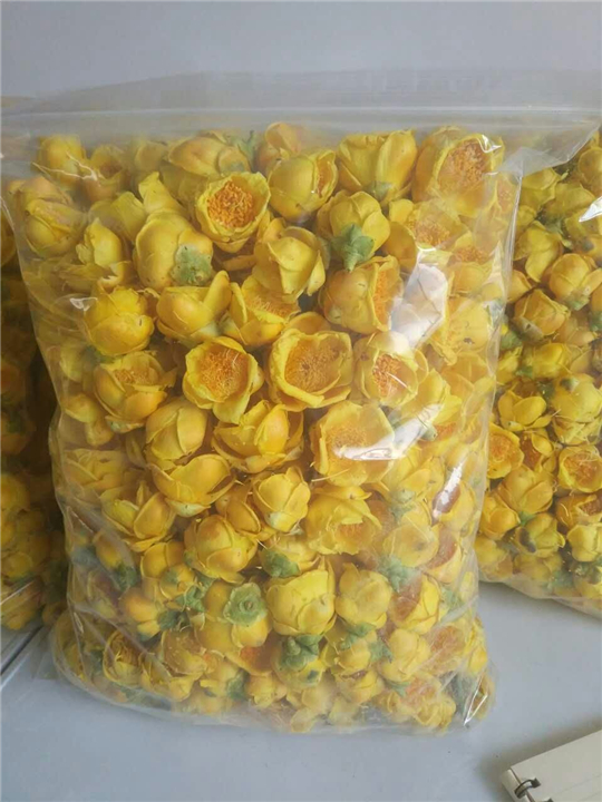 批发广西防城防普**茶花