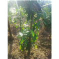 **茶岀售-防城**茶供应