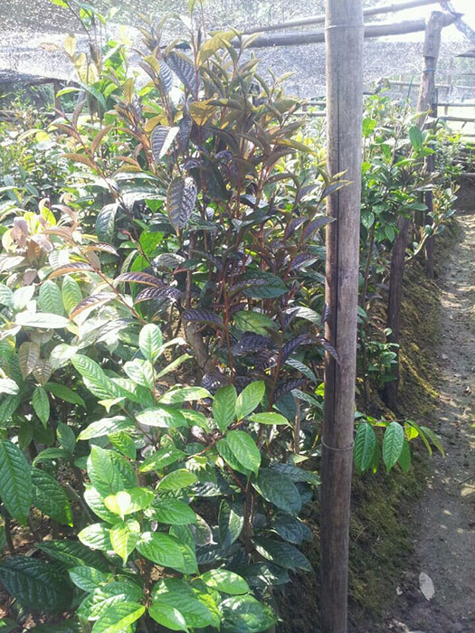 广西**茶苗种植基地