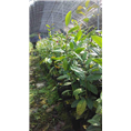 求购防城**茶小苗