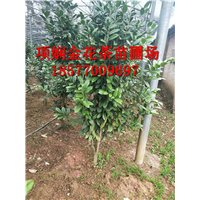 防城港**茶苗供应|**茶作用