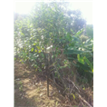 **茶岀售-广西**茶批发电话