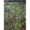 **茶功效 