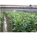 **茶，防城港**茶苗 