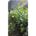 大量供应**茶