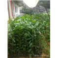 原生**茶苗供应-广西**茶苗 