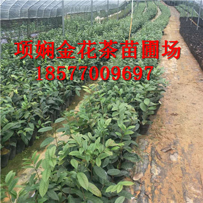 2019年广西**茶茶苗价格|**茶功效