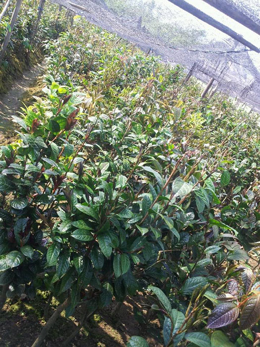 **茶种植、**茶出售