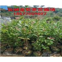 项娴**茶苗圃-广西**茶苗