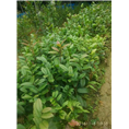 下山**茶供应-广西**茶 