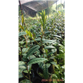 防城哪里有**茶苗