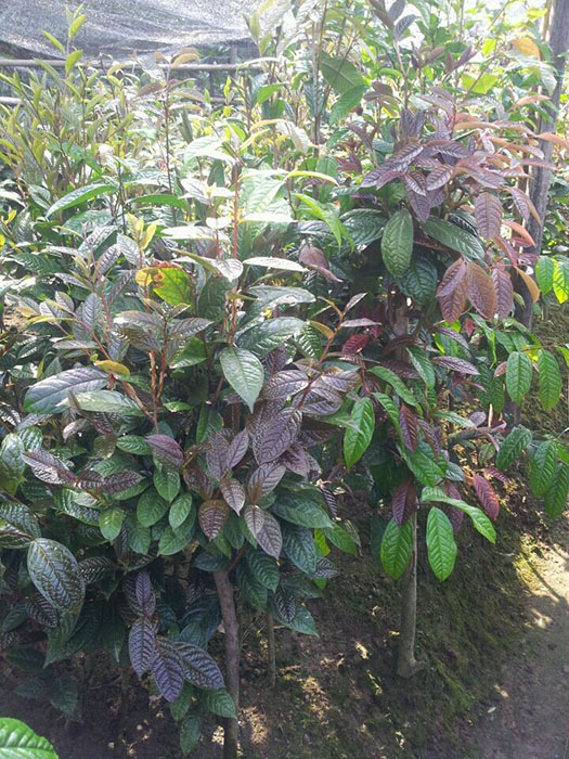 广西**茶苗价格