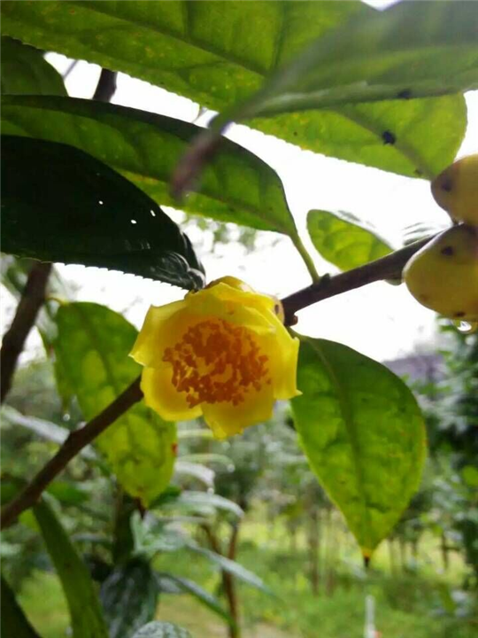 防城批发**茶花 