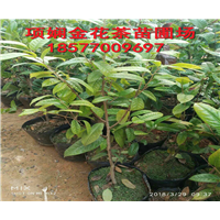 项娴**茶-广西**茶苗_防城港**茶苗