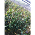 **茶种植、**茶出售