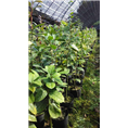 防城**茶苗价格
