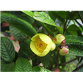 广西**茶批发 