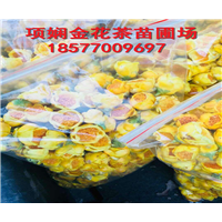 广西**茶批发-防城港**茶批发