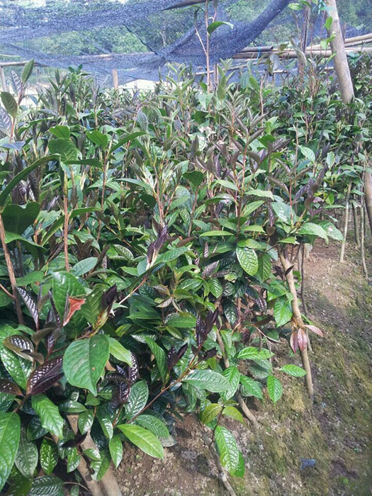防城哪里有**茶苗批发