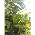 **茶作用-**茶功效