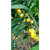 大量供应防普**茶花 