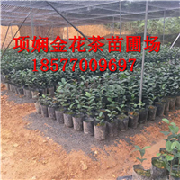 广西**茶茶苗|**茶功效