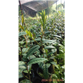 防城哪里供应**茶苗