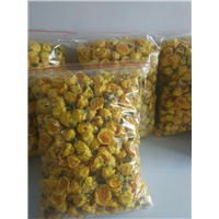 广西防城防普**茶花批发