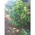 **茶价格-广西**茶