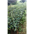 防城**茶苗种植