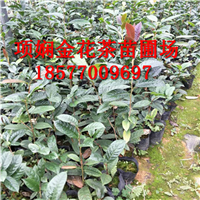 广西**茶苗价格 