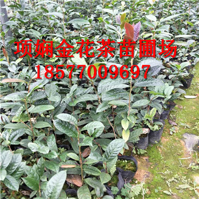 广西**茶茶苗供应|**茶功效