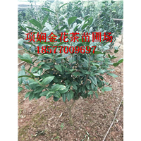 防城港**茶苗|**茶作用